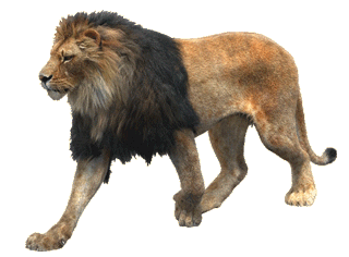 Gif animé lion marche